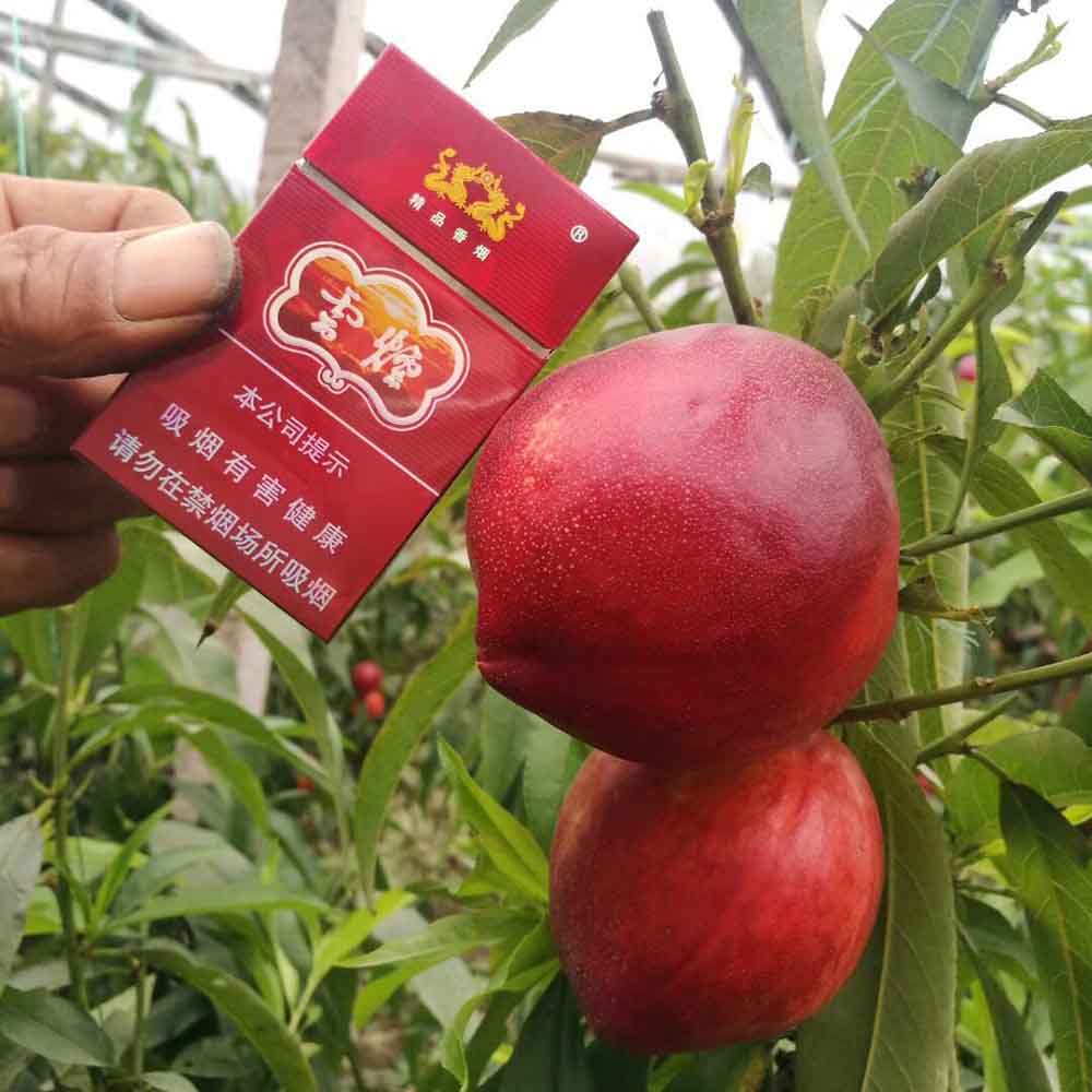 转色产品在桃树上效果显著。